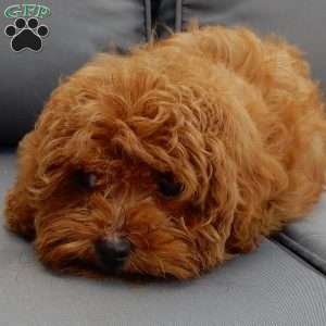 Benji, Cavapoo Puppy